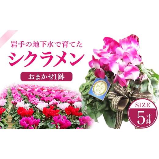 ふるさと納税 雑貨・日用品 花 岩手県 北上市 シクラメン 1鉢( 5寸鉢 )花 クリスマス 冬の花 鉢植え 5寸 1鉢 高品質 国内産 国産 花 生花 観賞 フラワー イ…