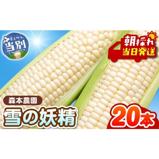 ふるさと納税 とうもろこし 北海道 当別町 2026年先行予約 森本農園 とうもろこし「雪の妖精」20本セット | とうもろこし トウモロコシ 北海道とうもろこし …