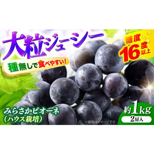 ふるさと納税 果物類 ぶどう 広島県 三次市 先行予約 ぶどう みらさかピオーネ(ハウス栽培)1kg 2房入 7月中旬から8月上旬に順次発送 ぶどう 種なし 種無し …