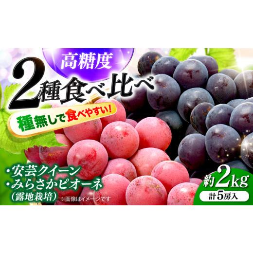 ふるさと納税 果物類 ぶどう 広島県 三次市 先行予約 ぶどう みらさかピオーネ2房&安芸クイーン3房 計2kg 5房入 (露地栽培)<8月下旬から9月上旬に順次…