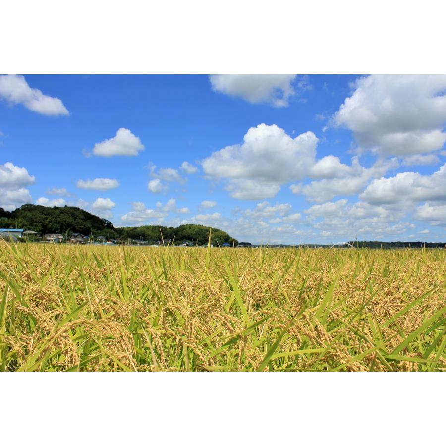 コシヒカリ 精米 10kg (5kg×2) 令和6年産 特A 五ツ星お米マイ コシヒカリ 精米 10kg (5kg×2) 令和6年産 特A 五ツ星お米マイ