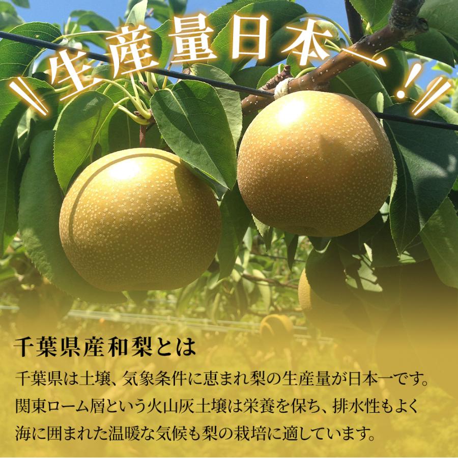 梨 3.5kg 6~10玉 秀品 幸水 豊水 あきづき 新高 千葉県産 船橋 市川