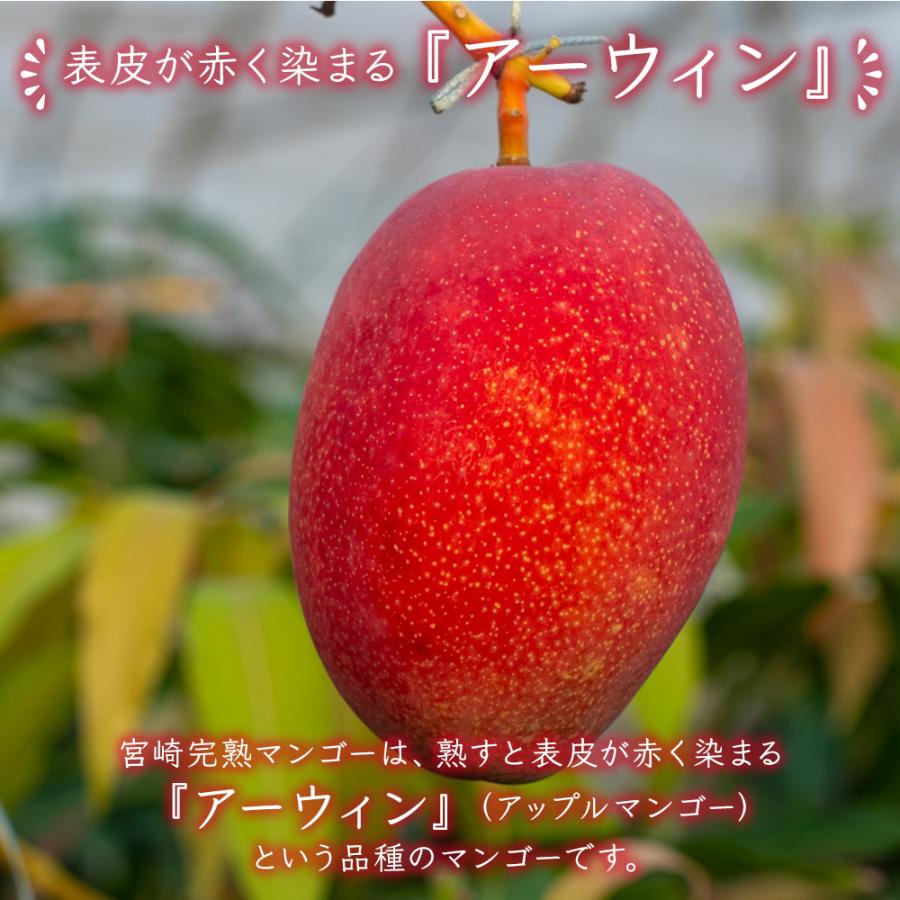摘果マンゴー、青マンゴー20kg箱込み Amazon.co.jp: MDSTORE 沖縄青