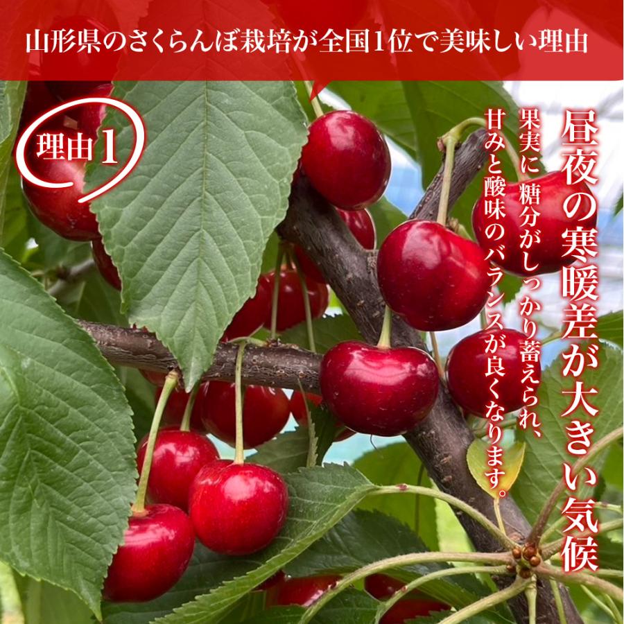 さくらんぼ 佐藤錦 山形県産 秀品 1kg (500g×2) L玉 2L玉 バラ詰め