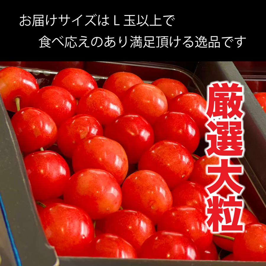 さくらんぼ 佐藤錦 山形県産 秀品 500g L玉 2L玉 バラ詰め 家庭用 贈答用 ギフト 桜桃 サクランボ 果物 くだもの フルーツ｜furusatofarm｜02