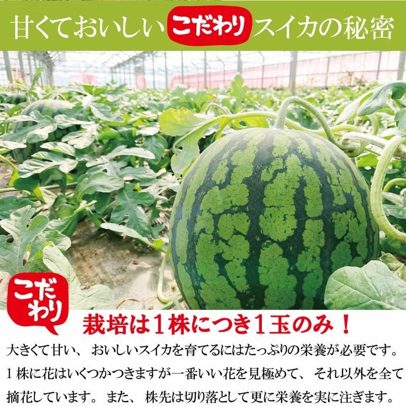 スイカ すいか 出荷時に一番旬な品種を出荷します 甘い 2l 大玉 送料無料 果物 薫風味一番 羅皇 希少 糖度12度 長崎県 島原 南島原 産地直送 Suika Furusato 通販 Yahoo ショッピング