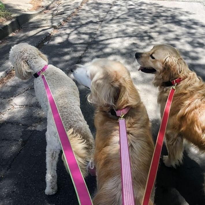 Pottery Barn ポッタリーバーン 名入れok 犬 首輪 いぬ首輪 ペット首輪 Green Market Collar おしゃれ かわいい ギフト プレゼント 取り寄せ Stone1 ヤフー店 通販 Yahoo ショッピング