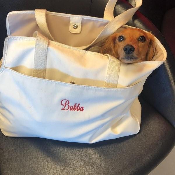 Pottery Barn ポッタリーバーン ペットキャリーバッグ S トートバッグ 名入れ 犬 ペット オリジナル おしゃれ かわいい ギフト プレゼント 取り寄せ Stone1 ヤフー店 通販 Yahoo ショッピング