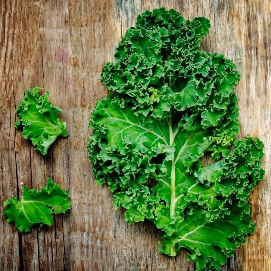 安売り ケール 北海道 ウィンターボー 1kg Winterbor カーリーケール Curly Kale 北海道直送とれたて