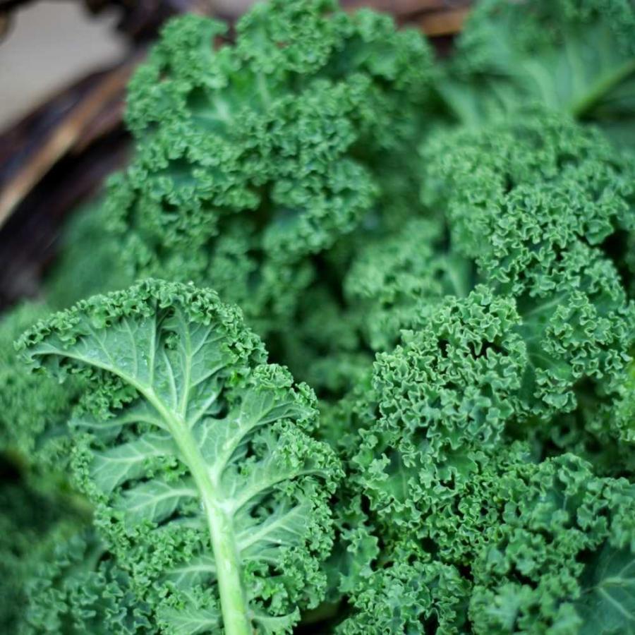 安売り ケール 北海道 ウィンターボー 1kg Winterbor カーリーケール Curly Kale 北海道直送とれたて野菜 春夏新作
