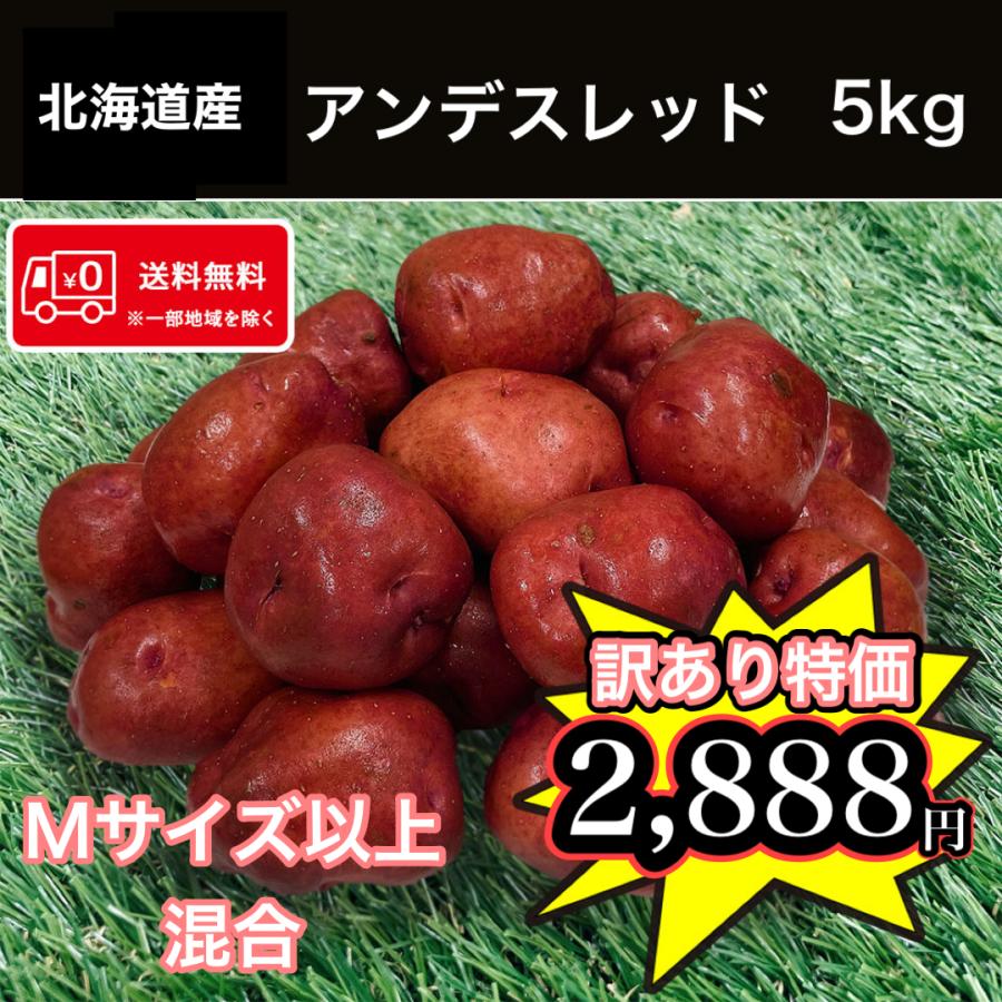 送料無料 北海道産 アンデスレッド 訳あり 食品ロス M-Lサイズ 