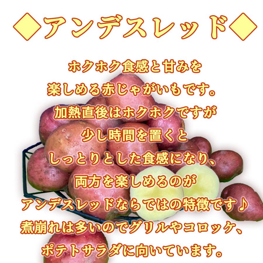 送料無料 北海道産 アンデスレッド 訳あり 食品ロス M-Lサイズ 