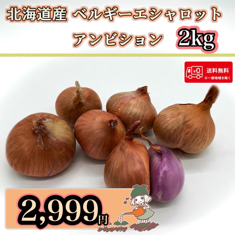 魅力的な価格 送料無料 北海道産 ベルギーエシャロット アンビション 2kg Wantannas Go Id