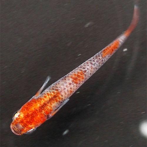 紀州三色めだか 5匹セット　[紀州三色 メダカ]