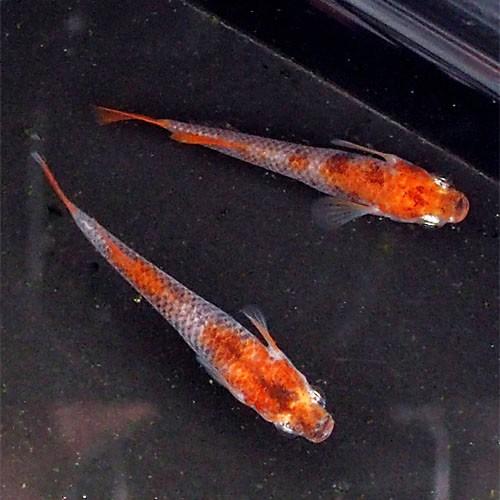 【２点セット】 紀州三色めだか 5匹セット　[紀州三色 メダカ] 【UOI7518430016】(26492円)