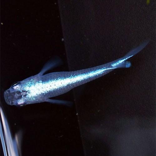 最高の品質の 青みゆき 幹之 めだか 直仔 鉄仮面 めだか スーパー光 メダカ 青幹之 ミユキ 5匹セット 観賞魚生体 Oyostate Gov Ng