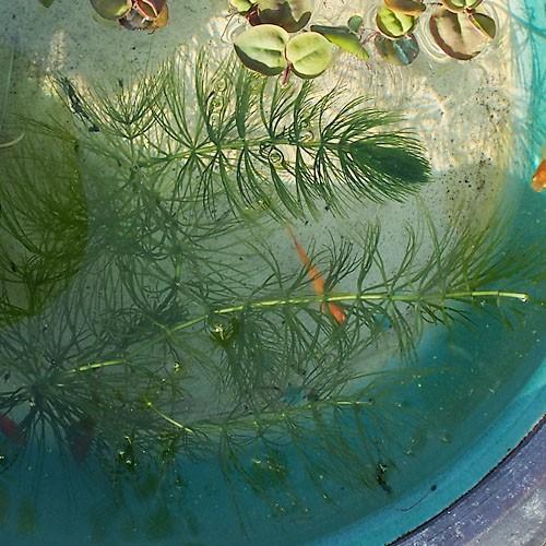 水草 マツモ 10本セット 松藻 金魚藻 水草 浮草 鉢 水槽 メダカ Mdaq 風流 通販 Yahoo ショッピング