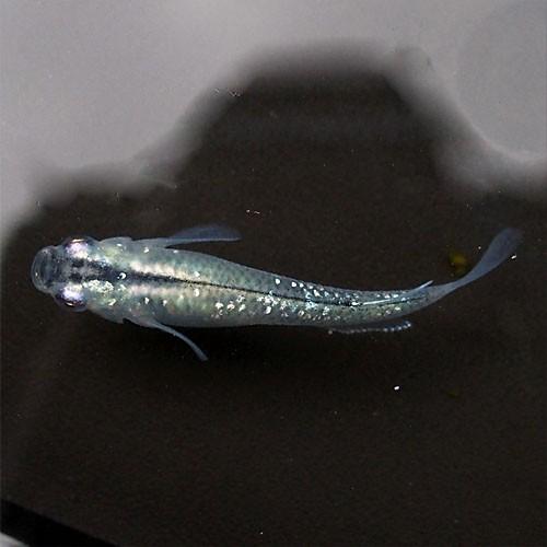 メダカ 青ラメみゆき 幹之 めだか 未選別 稚魚 Ss Sサイズ 10匹セット 青 ラメ 幹之 ミユキ 淡水魚 Mds 0001 風流 通販 Yahoo ショッピング