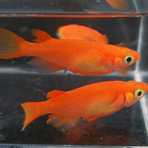 メダカ 紅帝 楊貴妃めだか 未選別 稚魚 Ss Sサイズ 5匹セット 赤