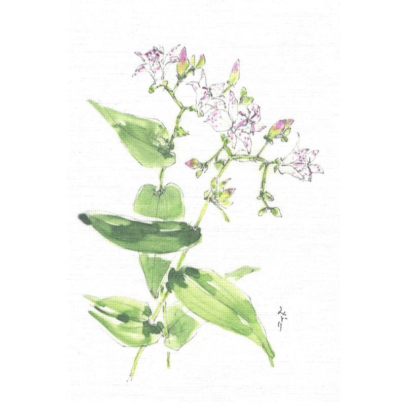 布だより ほととぎす 野の花 絵葉書 布のはがき 阿見みどり 63円切手で送れます レターパックライト対応 Nuno A 49 鎌倉 風想花 通販 Yahoo ショッピング