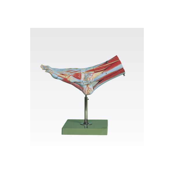 新品 足の筋肉解剖模型 人体解剖模型 9分解 J 114 2 代引不可 日時指定不可 合成樹脂製 実物大 自由研究 実験器具 Automaxima Com Sg