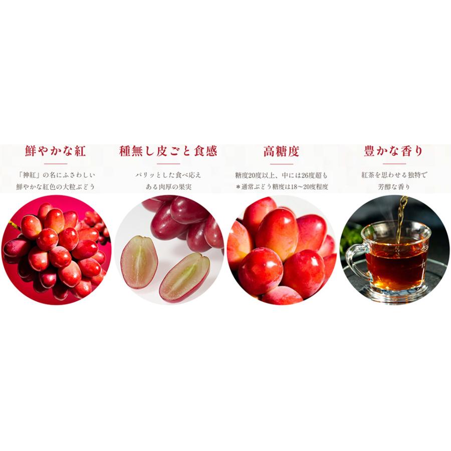 万果 島根産ぶどう 神紅 2房 7月下旬から8月下旬出荷 指定日不可