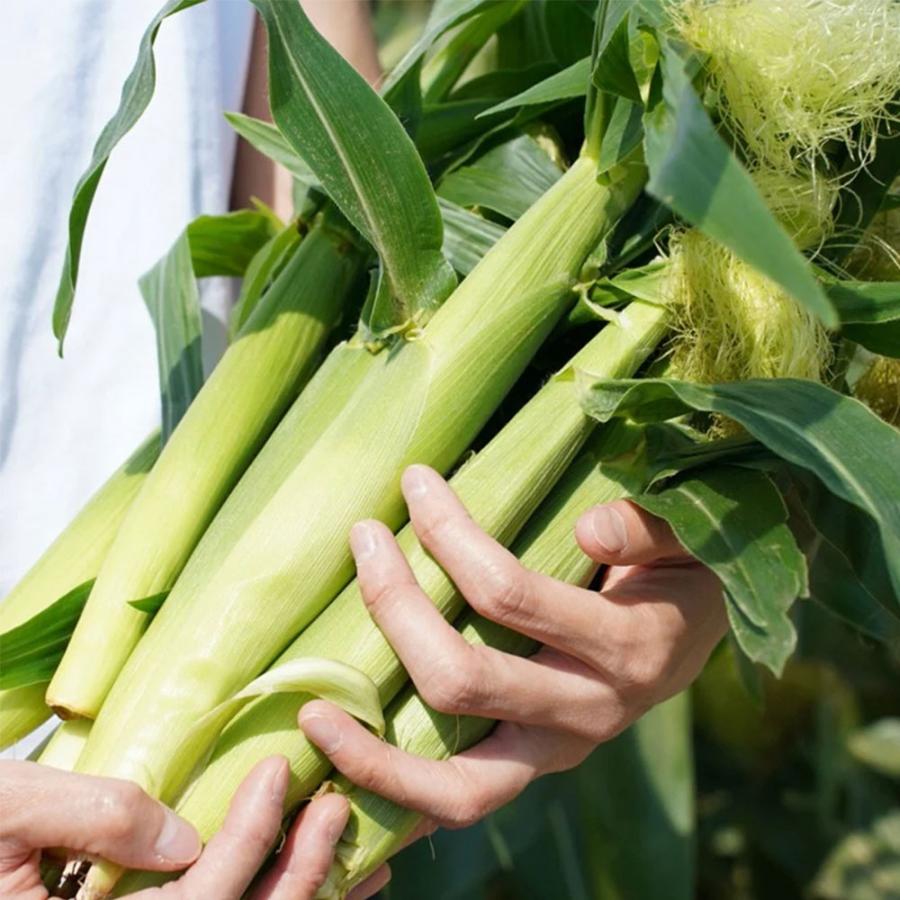 Inakakara Farm to Table 山梨県産 金蜜ゴールドのヤングコーン 35本 5
