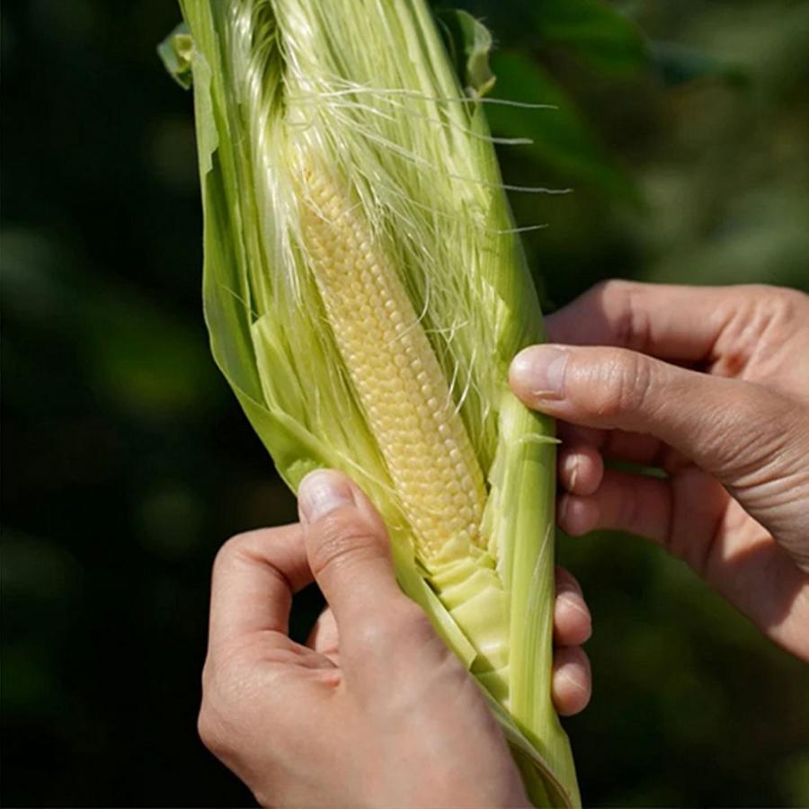 Inakakara Farm to Table 山梨県産 金蜜ゴールドのヤングコーン 35本 5