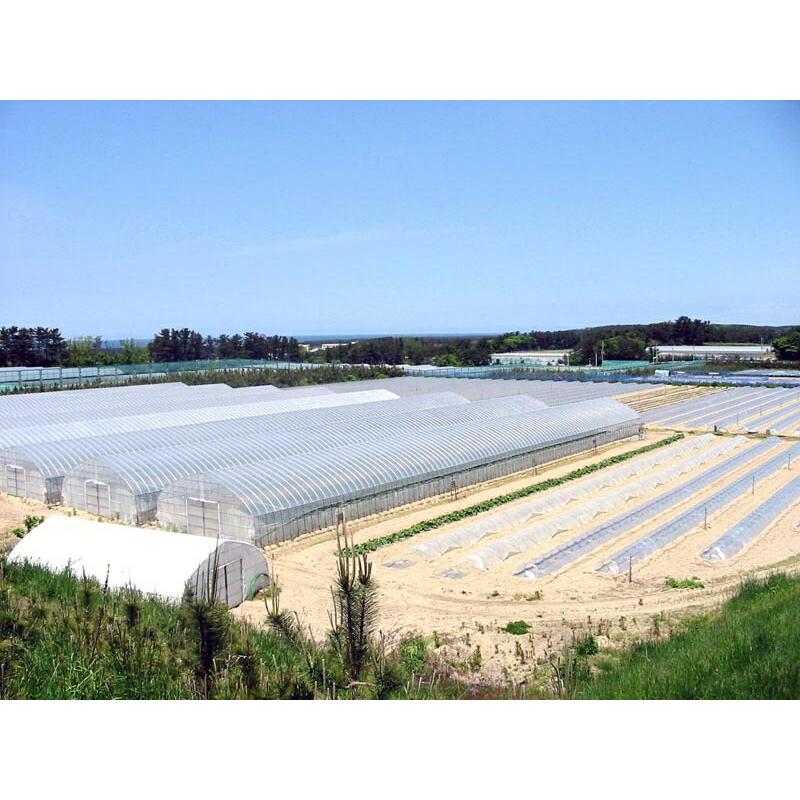 ＪＡ鶴岡 冷凍 山形鶴岡産 殿様のだだちゃ豆 200ｇ 5パック 送料無料 枝豆 えだまめ 豆 おつまみ だだちゃ豆 枝豆 冷凍 だちゃ豆種｜g-call｜05