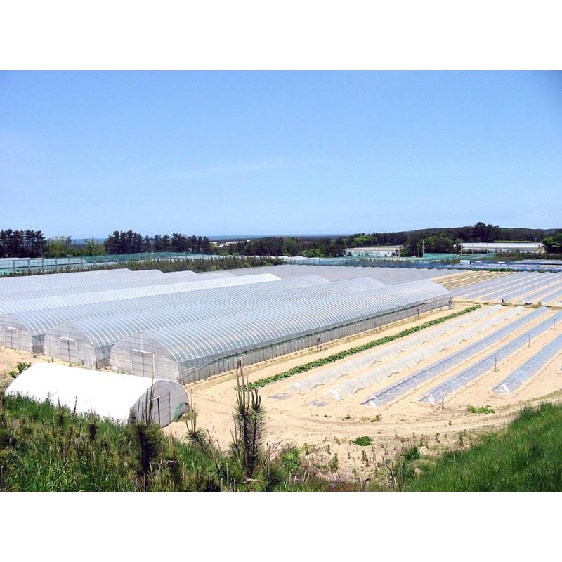 TVで紹介 JA鶴岡 <冷凍> 山形鶴岡産 殿様のだだちゃ豆 200g 10パック 送料無料 豆 だだちゃ豆 産地直送|g-call|05