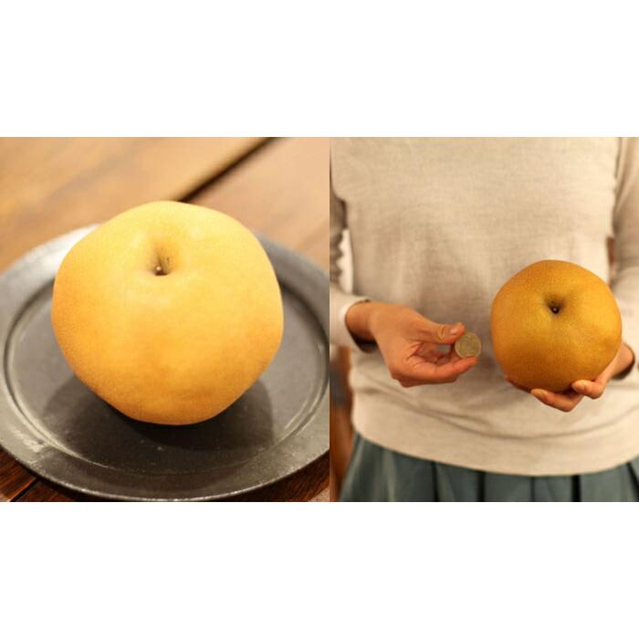 にこいち様専用 和田果樹園の果物 10kg 【公式通販】