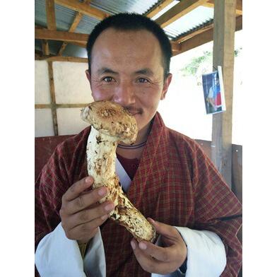 ブータン松茸 500g 約8〜12本 簡易箱 8月上旬〜10月中旬出荷 送料無料