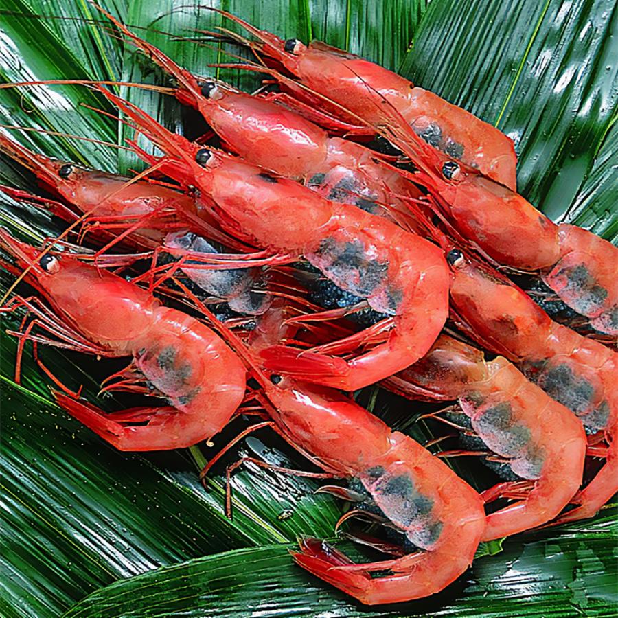 JF福井漁連 船内凍結甘えび 大サイズ 子持ち 約500g 約30匹 送料無料