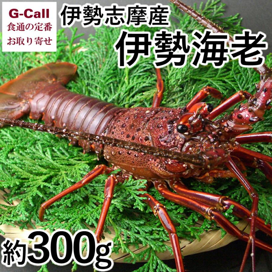 伊勢志摩 山藤 伊勢志摩産 伊勢海老 約300g 1尾 エビ 魚介類 新鮮 産地直送 お取り寄せ ギフト 贈答 お祝い G Call 食通の定番 お取り寄せ 通販 Yahoo ショッピング