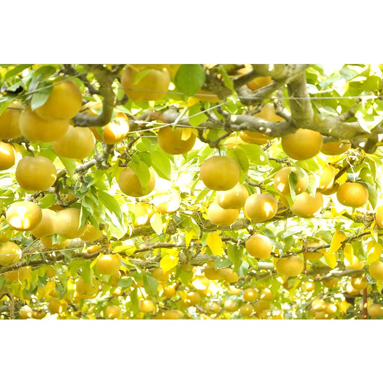 土田農園 新潟県産 新興梨 3kg 5〜7玉 11月初旬〜2月中旬頃発送 指定日不可 北海道・四国/九州・沖縄送料別 梨 くだもの 果物 フルーツ ギフト 贈答 産地直送 |  | 06
