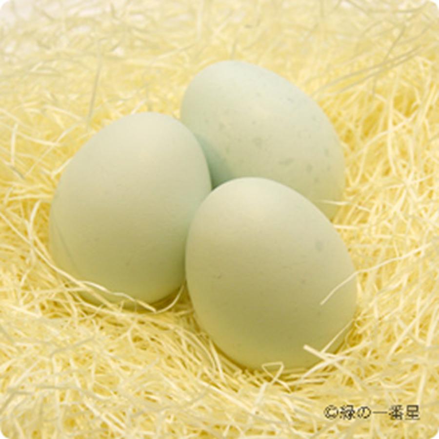 田子たまご村 緑の一番星 30個 送料無料 卵 タマゴ 玉子 鶏卵 卵かけご飯 ギフト プレゼント|g-call|03