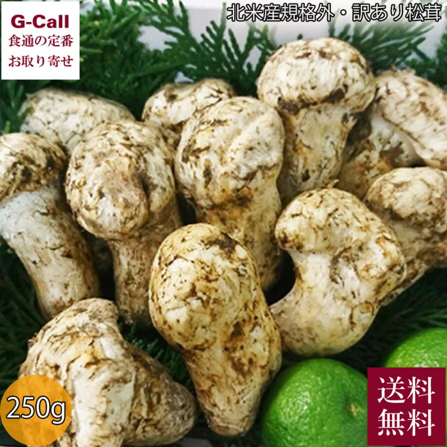 北米産 松茸 規格外 訳あり 約２５０ｇ まつたけ マツタケ アメリカ カナダ Sme Md