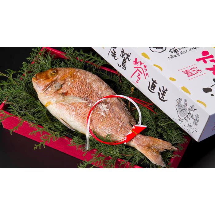 鯛の専門店 めでたい屋 活鯛 めでたい焼 中 約700g 送料無料 鯛 たい