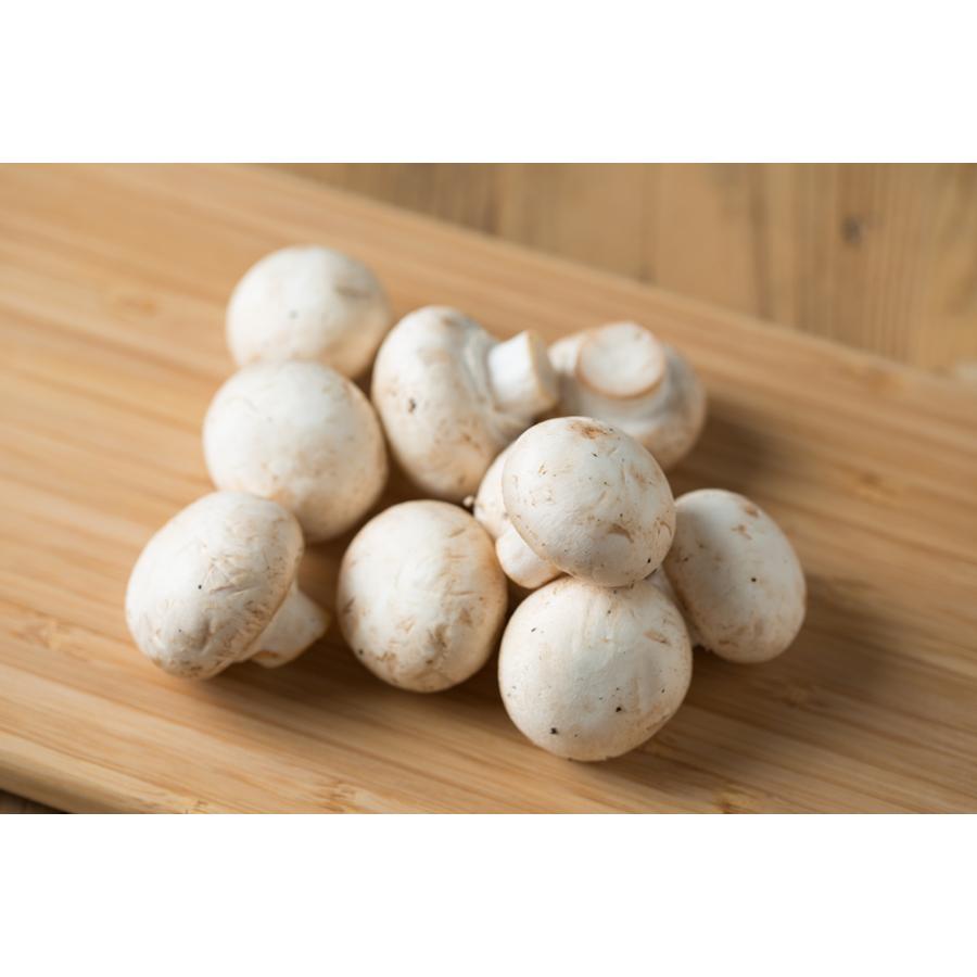 マイル デッキ 満州 マッシュルーム ポタージュ 簡単 却下する 教育学 記念日