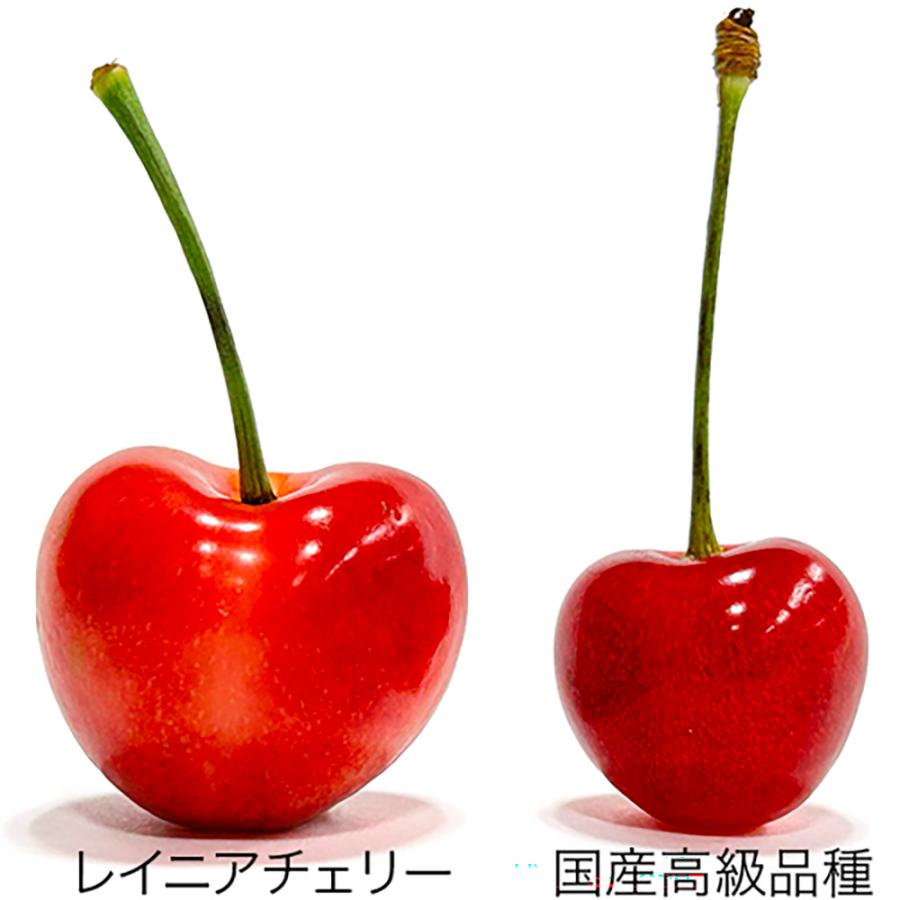 ワシントン州産 レイニアチェリー 約1kg 指定日不可 送料無料 6月下旬