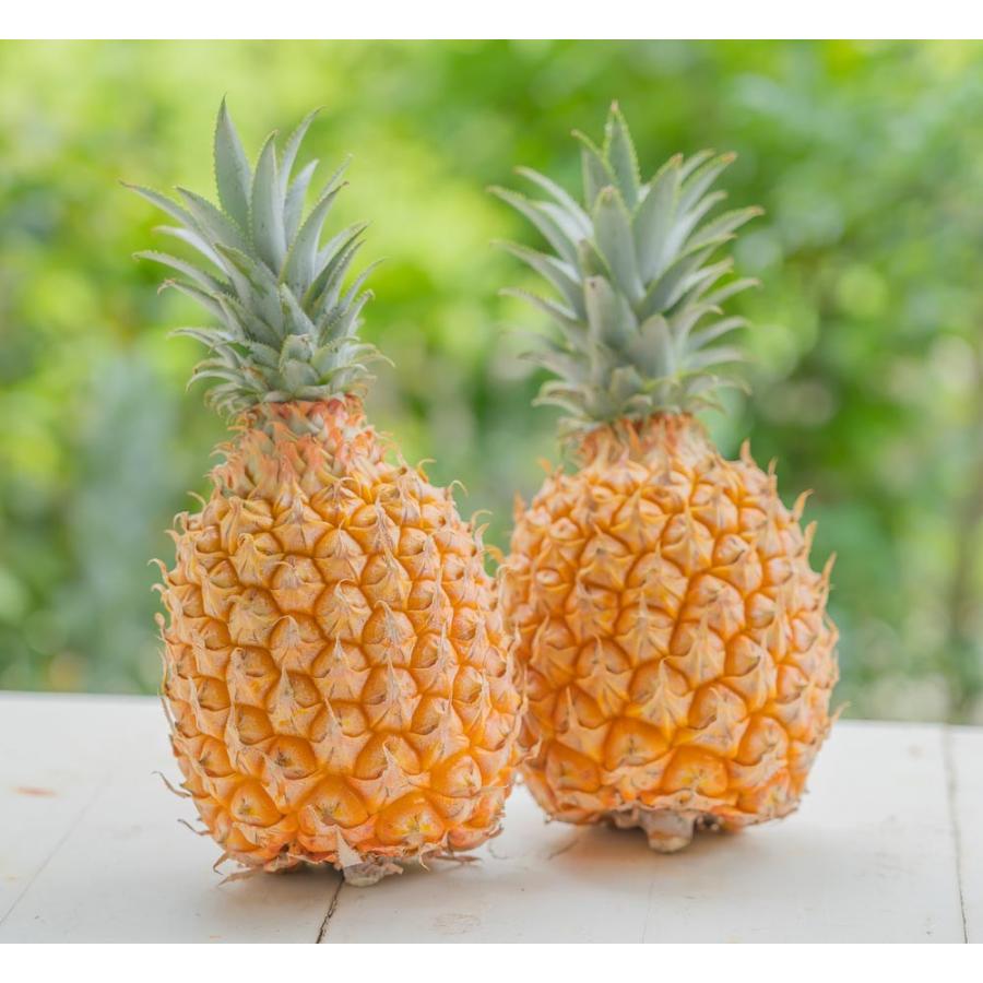 スナックパイン ボゴール 約3kg 3 4個入 アララガマ農園 沖縄西表島 国産パイナップル 減農薬栽培 G Call 食通の定番 お取り寄せ 通販 Yahoo ショッピング