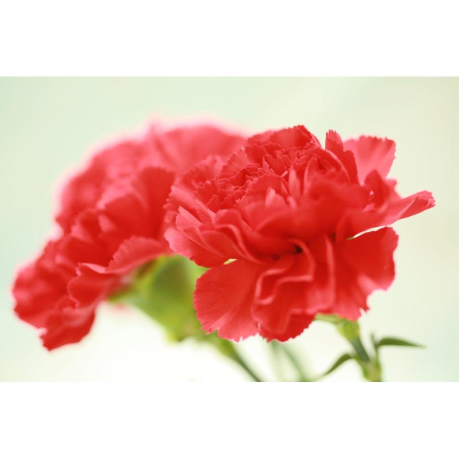 神田明神下みやび 笹一葉本舗 母の日御膳 花言葉 惣菜 お弁当 お母さん お祝い ギフト 贈答 プレゼント 母の日 21 G Call 食通の定番 お取り寄せ 通販 Yahoo ショッピング