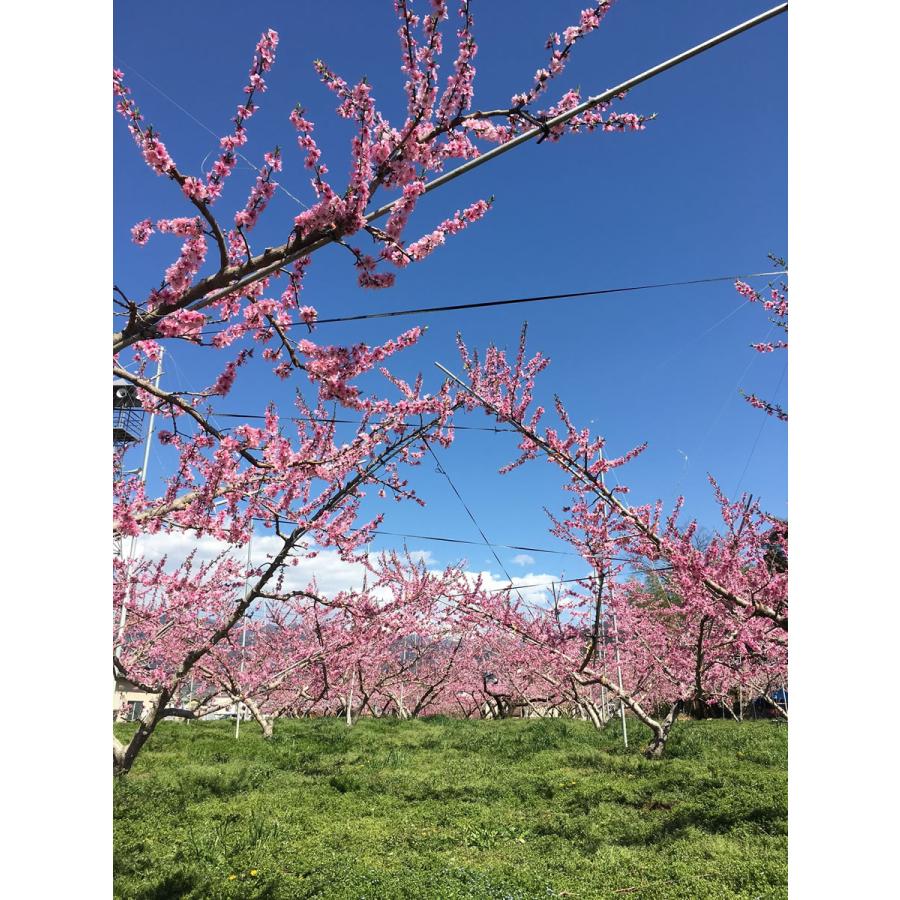 マルサフルーツ 山梨産 白桃 プレミアム夢白桃 特大桃 3kg 7〜9玉 化粧