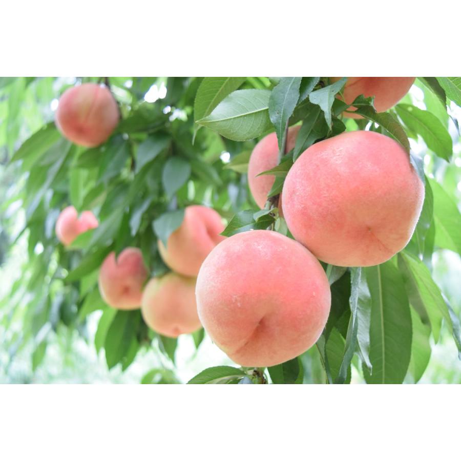 マルサフルーツ 山梨産 白桃 プレミアム夢白桃 特大桃 3kg 7〜9玉 化粧