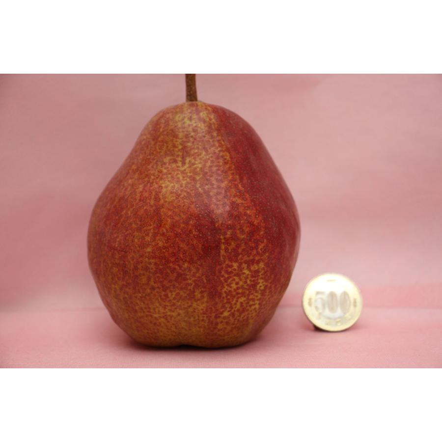 福島産 リーガル・レッド・コミス 約2kg 10月中旬〜11月上旬まで出荷