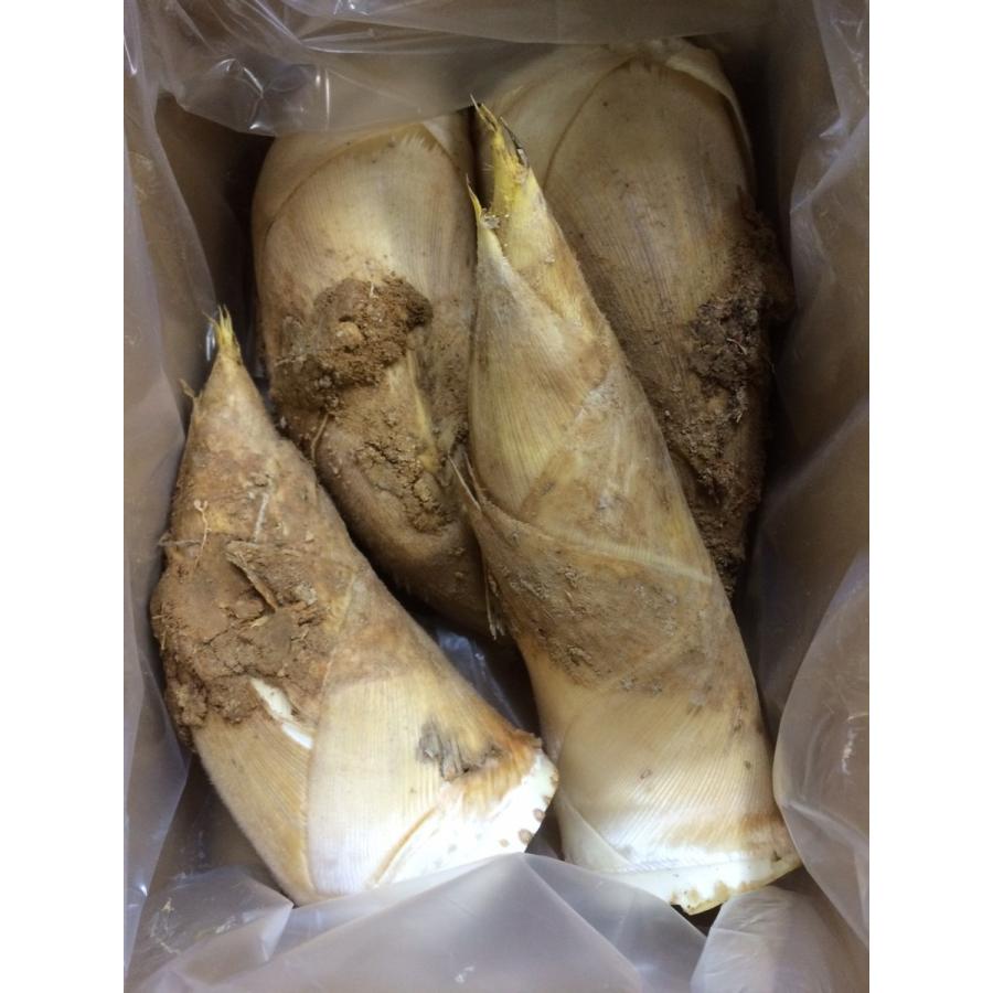 京都塚原産　筍　２kg | 