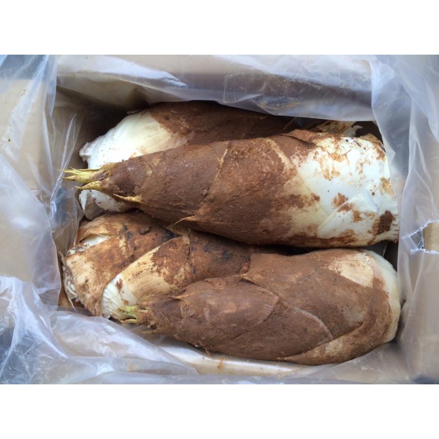 京都物集女の筍 4kg  6〜８本 |  | 01