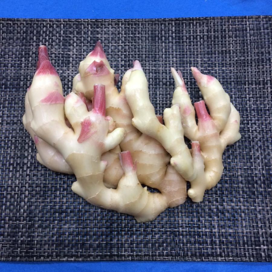 高知県産　新生姜　２ｋｇ | 