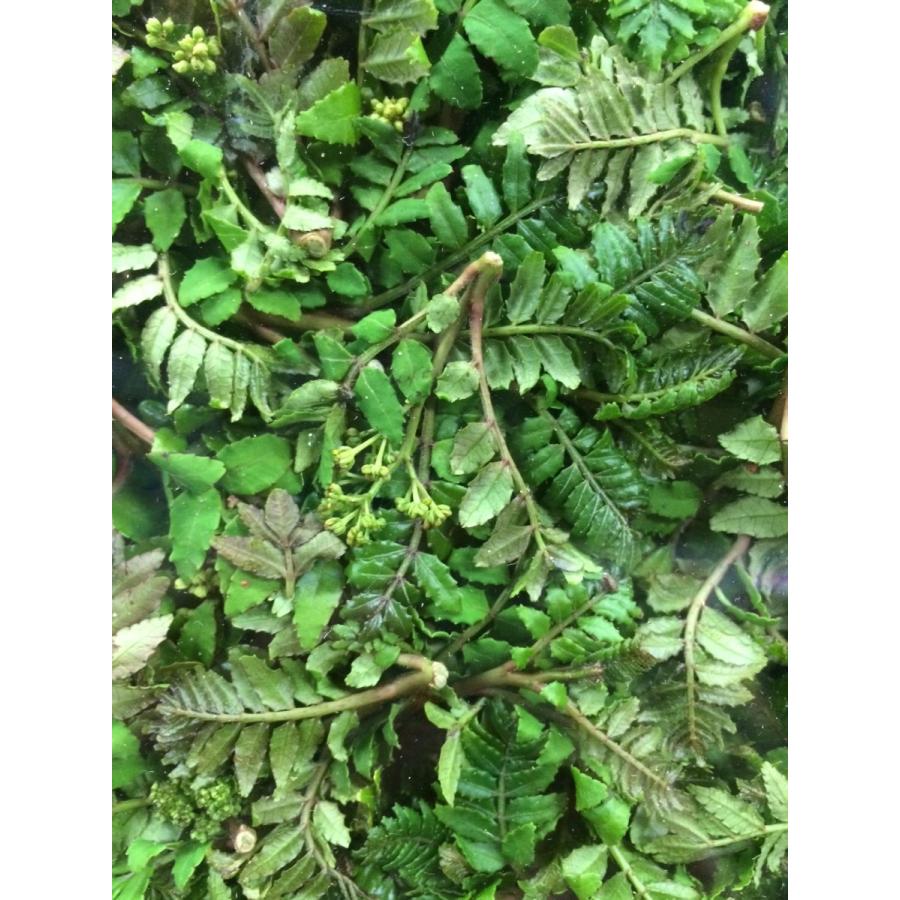 兵庫県香住産　木の芽（路地物）100ｇ |  | 01