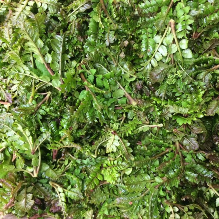 兵庫県香住産　木の芽（路地物）50ｇ | 